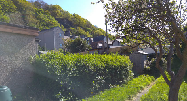 My rather overgrown garden