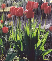 April showers (from: http://www.bbc.co.uk/england/looknorthnecumbria/weather/calendar_competition/april/april_gallery_75.shtml)