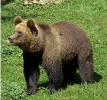 A Eurasian brown bear