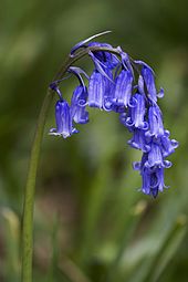 Bluebells (Hyacinthoides non-scripta)