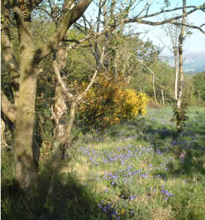 A bosky part of Roman Camp in Bangor