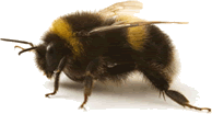 Photo of a bumblebee