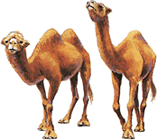 Camels