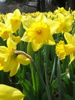Daffodils / Cennin Pedr / Narcissi