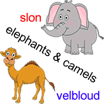 Elephants and camels