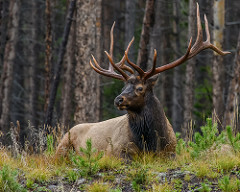 Elk