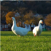Bertie & Gertie - the white geese that live pn Hirael Bay in Bangor