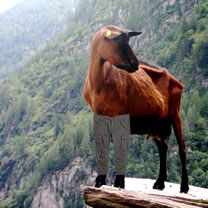 Goat in trousers