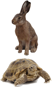 Hare and tortoise