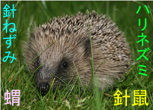 Hedgehog (針鼠/針ねずみ/蝟/ハリネズミ)