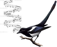 Harmony magpie