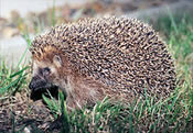 Arkan sonney (hedgehog)