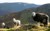 Herdwick sheep at Ullswater, from: http://www.shelwin.com/e/sheep/sheep.htm