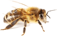 Photo of a honey bee