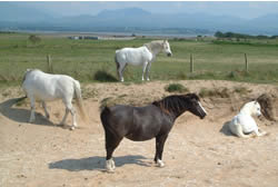 Horses at Newborough on Anglesey - photo by Simon Ager