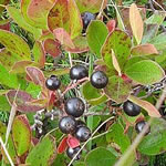 Photo of huckleberries