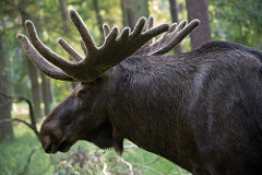 Moose