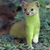 Modified mountain weasel