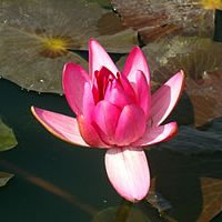 A nymphaea / water lily