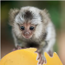 IL y a un ouistiti sur le fromage ! (There's a marmoset on the cheese!)