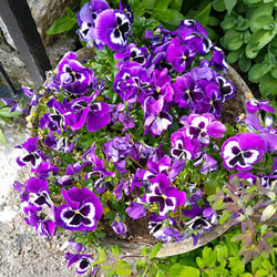 Pansies in my mum's garden