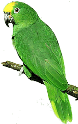 Amazonian green parrot