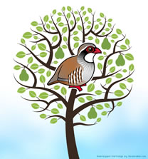 A partridge in a pear tree