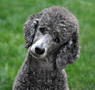 Pudelhund / Poodle