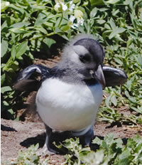 A puffling