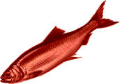 Red herring