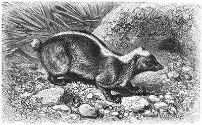 Teledu - the Javanese Stink Badger