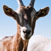 A tragic goat