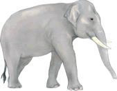 White elephant
