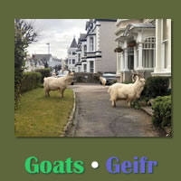 Goats / Geifr