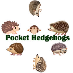 Pocket Hedgehogs