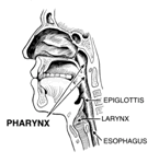 Cross section of the human head showing the parts involved with pronunciation