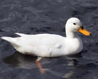 Photo of a duck