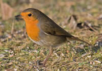 Photo of a robin