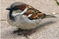 Photo of a sparrow