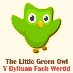The Little Green Owl